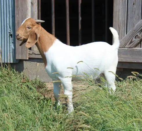 Fullblood Boer Buck Goat