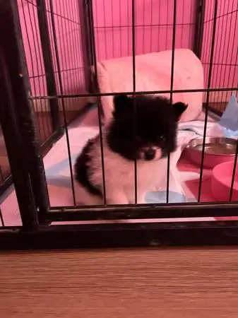 Rehoming Pomeranian Puppy
