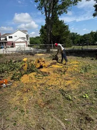 STUMP GRINDING AND TREE REMOVAL