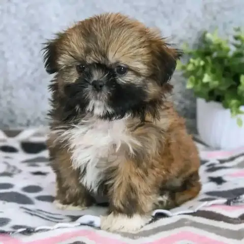 puppy for adoption
