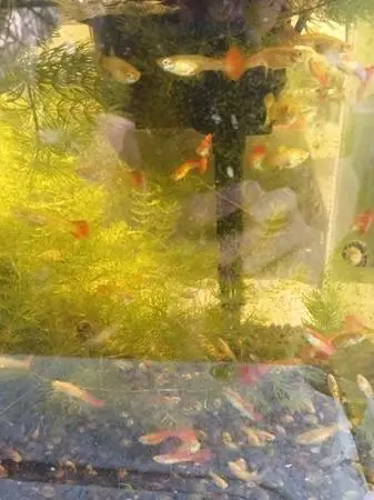 Fancy Guppies Relocation