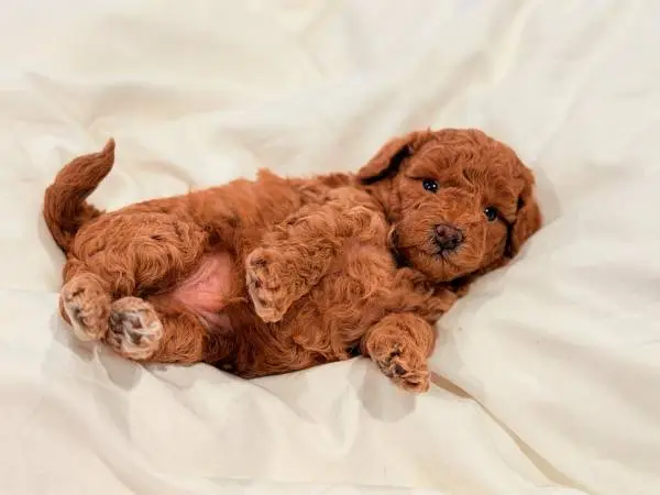 Puppy male