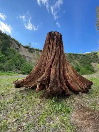 Wood Entry