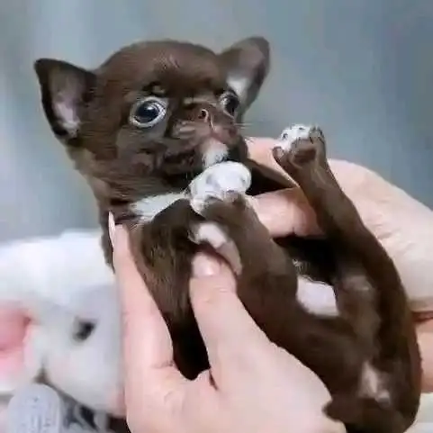 Chocolate and White Chihuahua Puppy