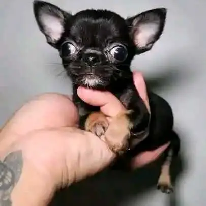 Chihuahua Puppy