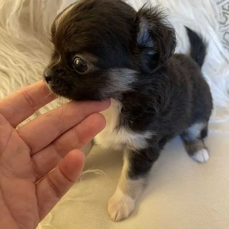 black Chihuahua
