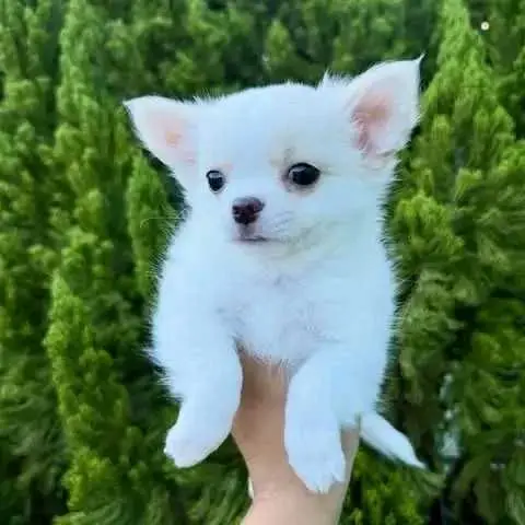white Chihuahua puppy to go