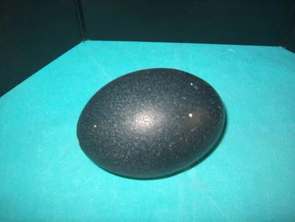 EMU EGGS BLOWN GREAT FOR DECORATING.