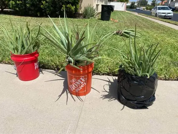 aloe vera/savila