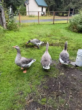Four Geese