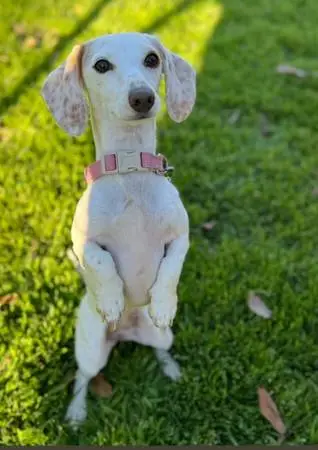 Miniature dachshund