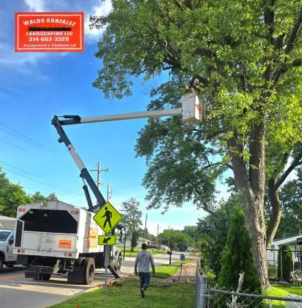 Wheres Waldo?? Tree Service, Concrete, Landscape, & Hardscape