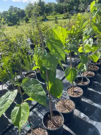 Tropical Fruit Plants 30 Dollars
