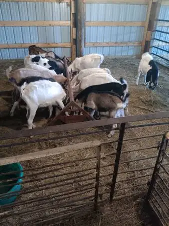 Goats