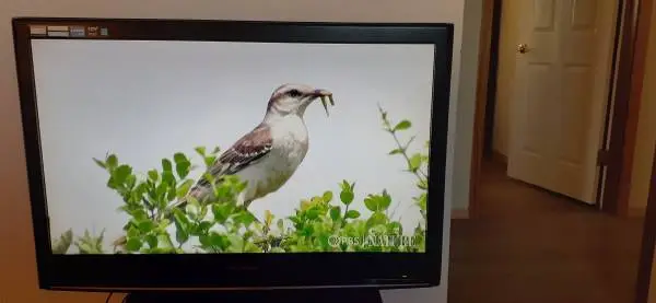 Sylvania 32 Flat Screen TV