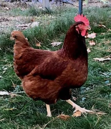 Laying hens ( barred rock )( Rhose island reds)