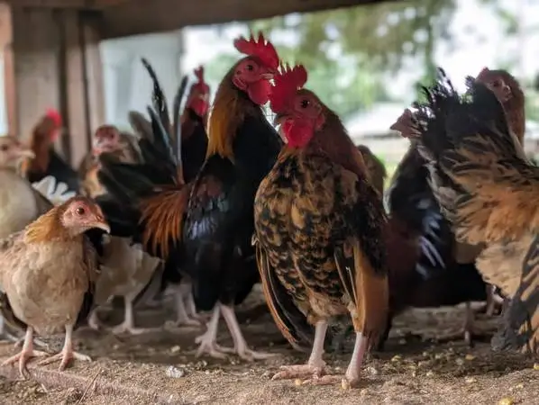 Serama Chickens