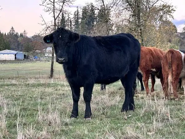 Grass-Fed and Finished Beef