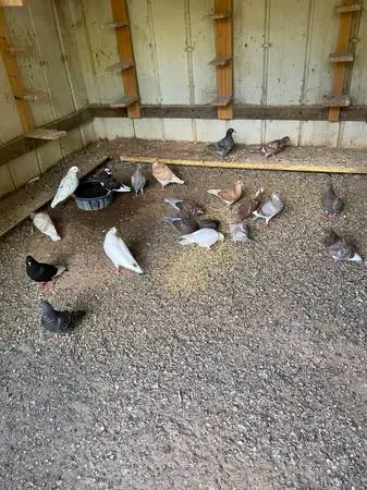 Pigeons - Racing Homers and Birmingham Rollers