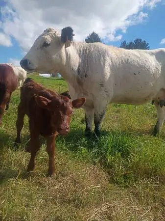 Cow/calf pair