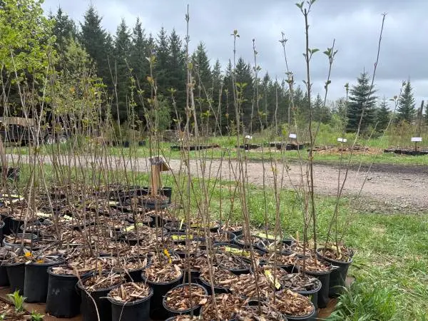 nannyberry shrubs