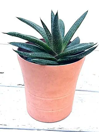 plants Cacti cactus succulent no thorns rare succulent red flowers
