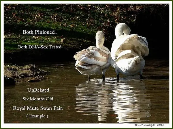 Graceful Mute Swans for your Pond