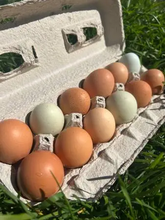 Pastured Eggs- Corn+Soy FREE