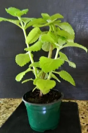 Oregano plants herbs live thick large leaves cooking