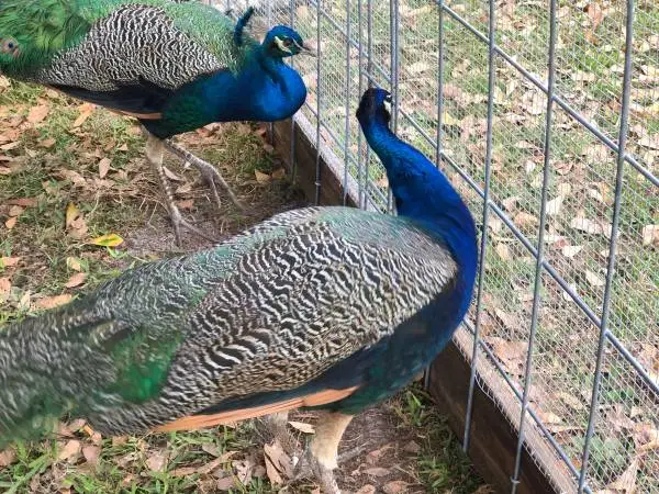 For Sale Peacocks males, Peahens females, Peachicks, Peafowl India Blue