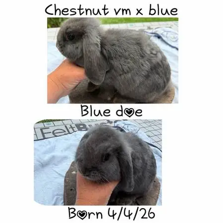 Holland lop doe