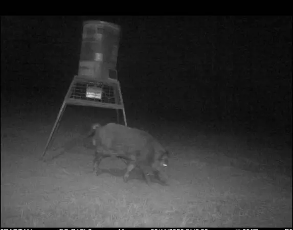 Hog Hunts