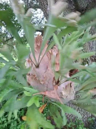 Large staghorn Fern plant for sale