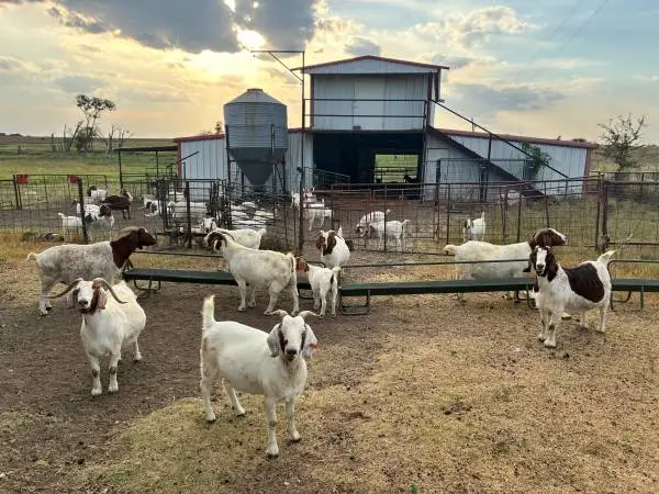 boer nannies