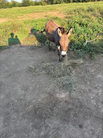 5 year old miniature Jenny, possibly bred