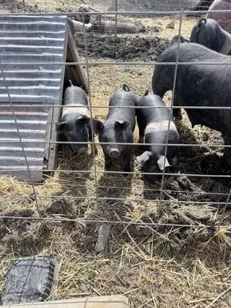 Pigs- feeders, show pigs, sows and boars