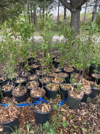choke cherry trees. 3-4’