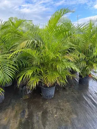 Areca Palms