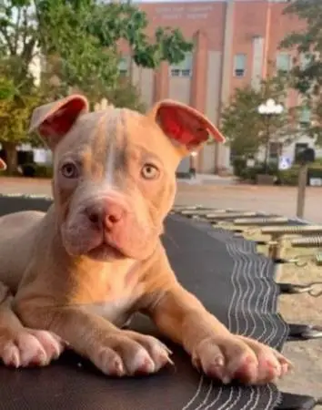 Male Xl bully pup