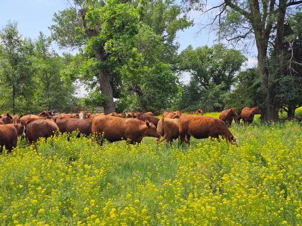 1000 Red Angus & Red Baldy Bred Heifers