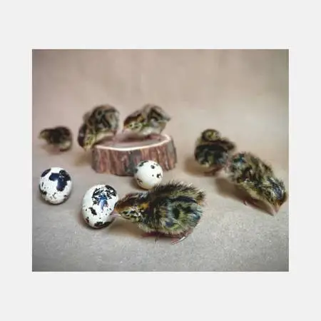 Quail hatching eggs