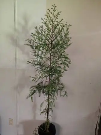 *Farm Closing* Live oaks, Bald Cypress, Slash Pines FREE DELIV. on 50+