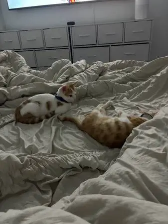 2 male orange kittens