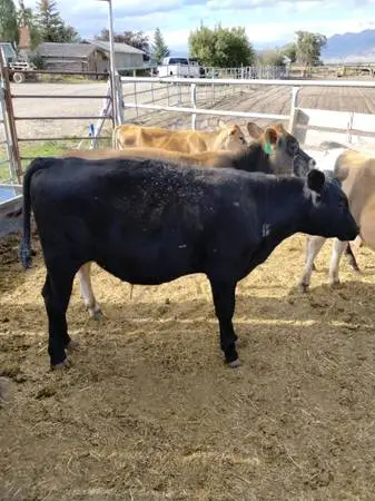 Steer