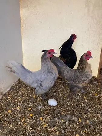 Old english game bantam trios/pairs GROUP DEAL