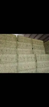 Alfalfa big bales