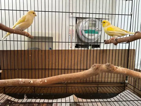 Selling pairs of canaries