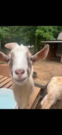 Fred the Goat