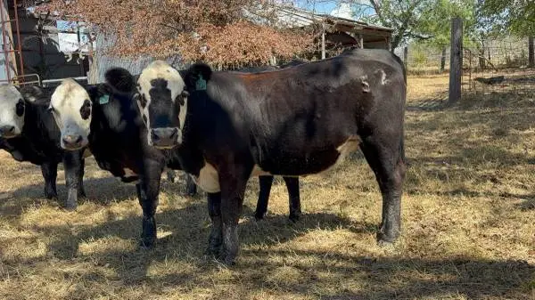 Black baldy heifers