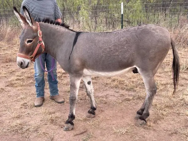 Donkey (Male)